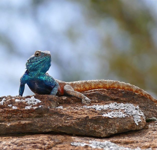 Southern Rock Agama Agama atra male 32195027153